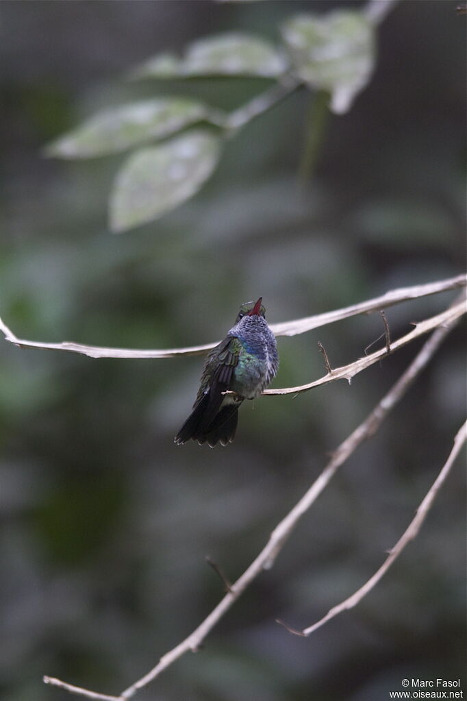 Sapphire-spangled Emeraldadult, identification