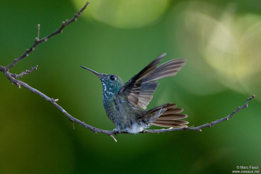 Versicolored Emeraldadult post breeding, Flight