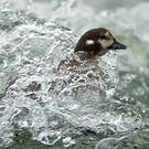 Arlequin plongeur