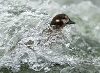 Arlequin plongeur