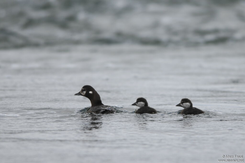 Harlequin Duckadult post breeding, identification, Reproduction-nesting, Behaviour