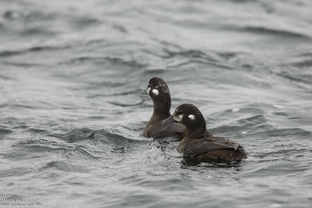 Harlequin Duck female adult, pigmentation, swimming