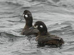 Harlequin Duck