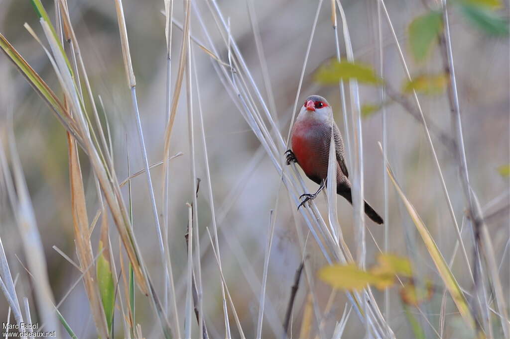 Common Waxbill male adult breeding, identification