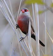 Common Waxbill