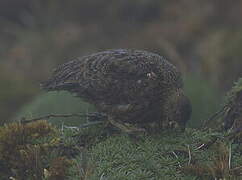 Rufous-bellied Seedsnipe