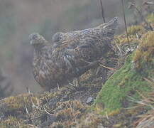 Rufous-bellied Seedsnipe