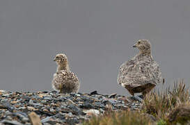 Rufous-bellied Seedsnipe