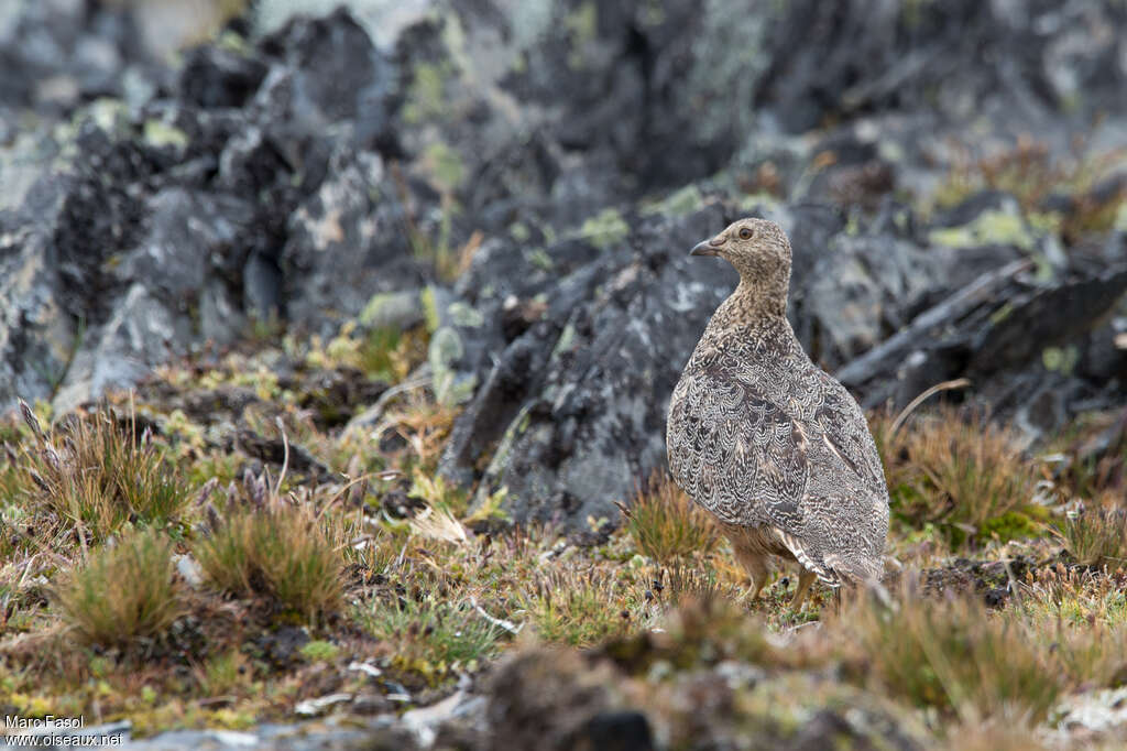 Attagis de Gay femelle adulte, camouflage