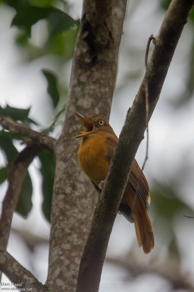 White-eyed Attila male adult, identification, pigmentation, song