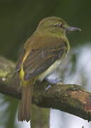 Bright-rumped Attila