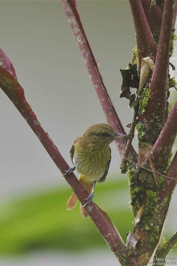 Bright-rumped Attilaadult, Behaviour