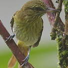 Attila à croupion jaune