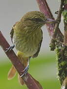 Bright-rumped Attila