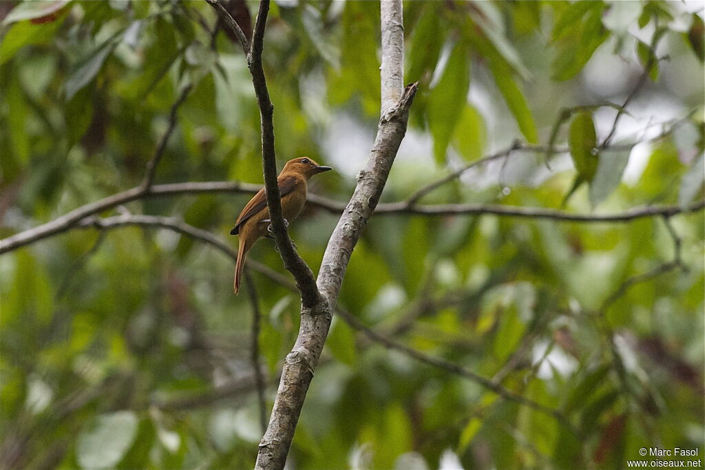 Cinnamon Attilaadult, identification