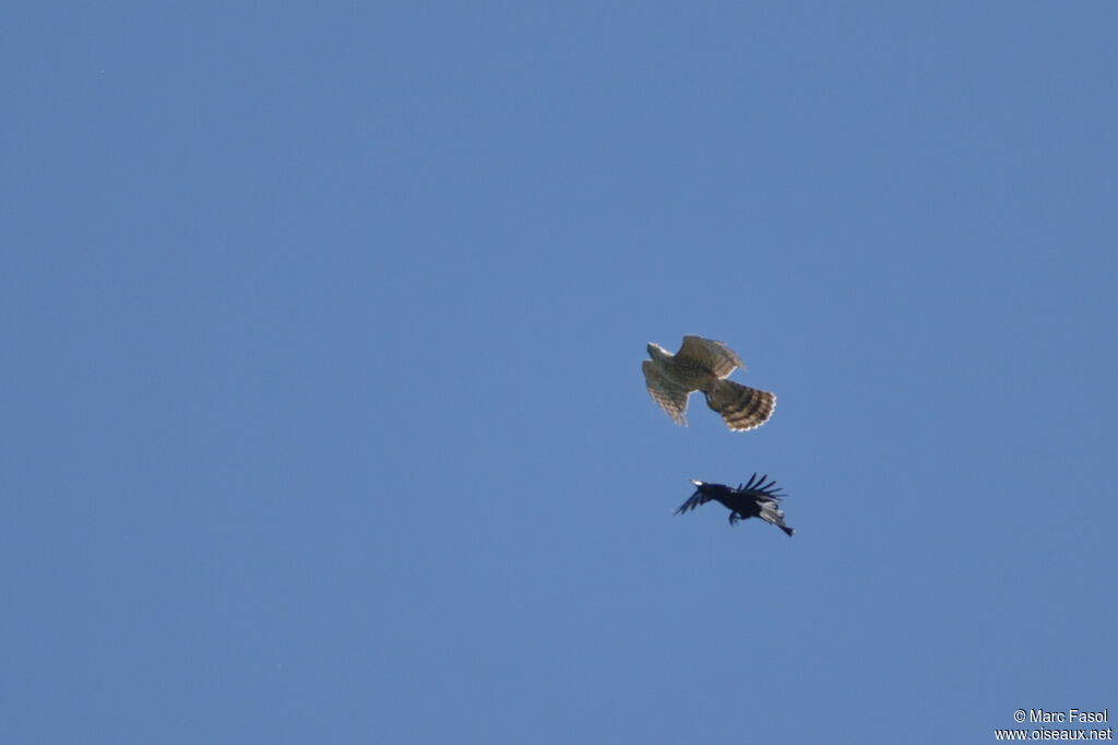 Eurasian Goshawk female Second year, Flight