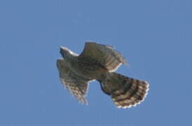 Eurasian Goshawk