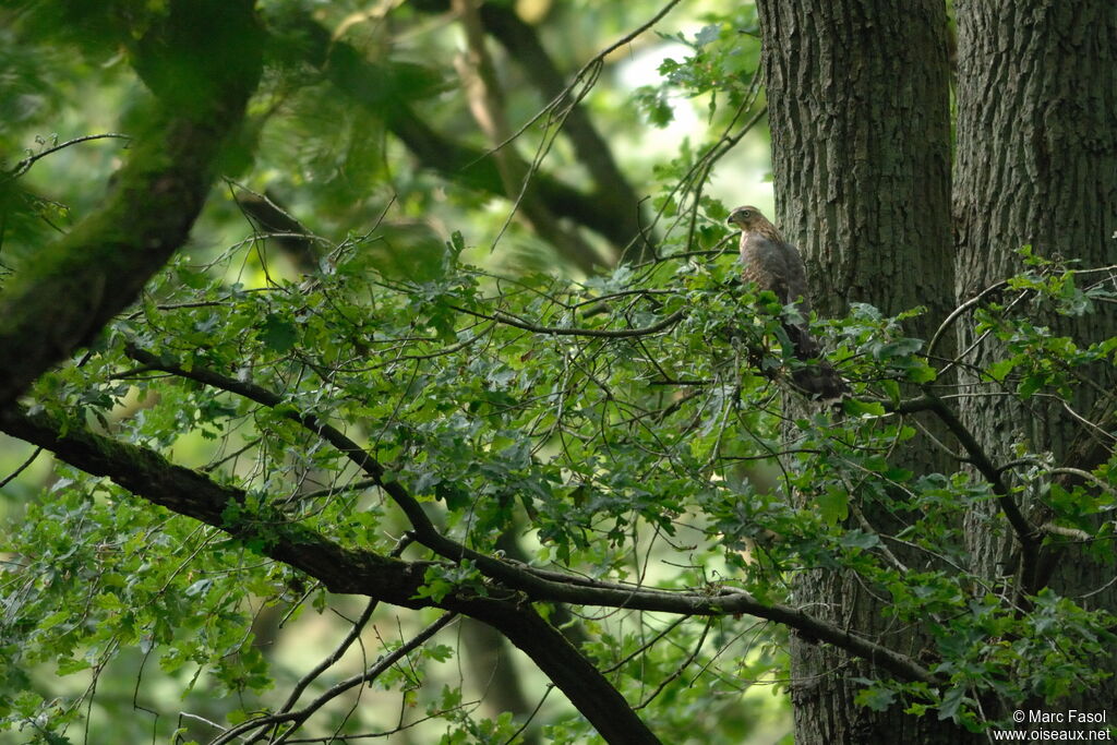 Northern Goshawk female Second year, identification