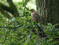 Eurasian Goshawk