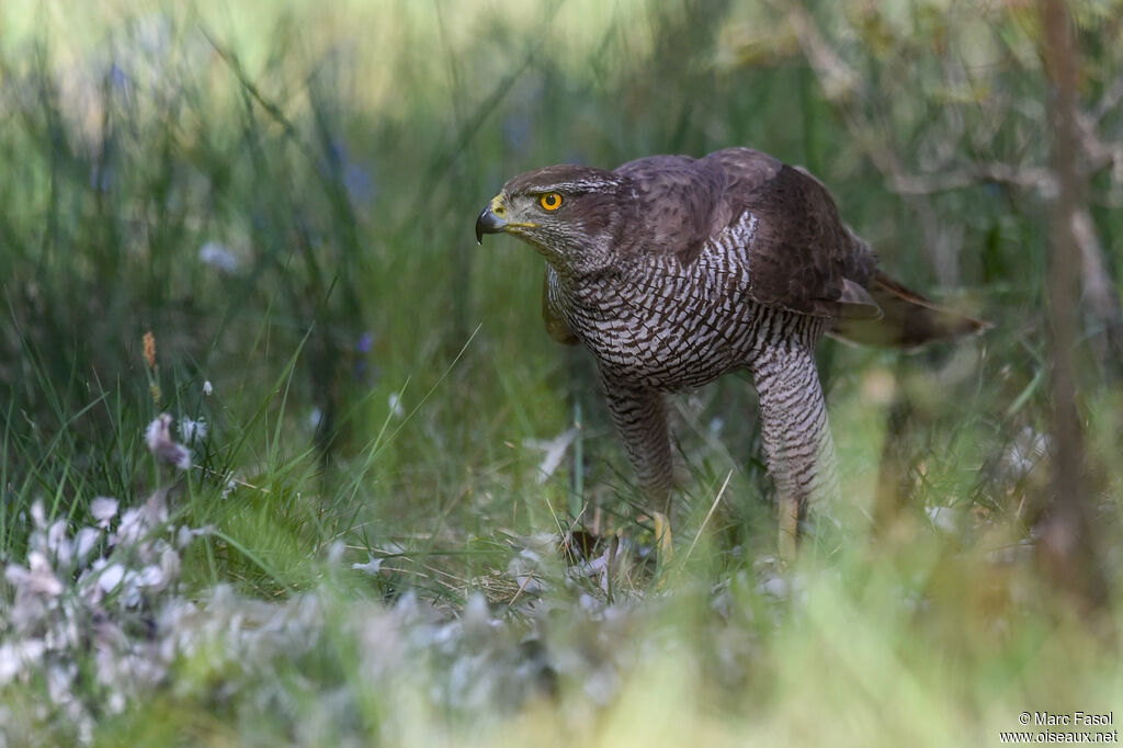 Northern Goshawk female adult breeding, identification