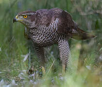 Eurasian Goshawk