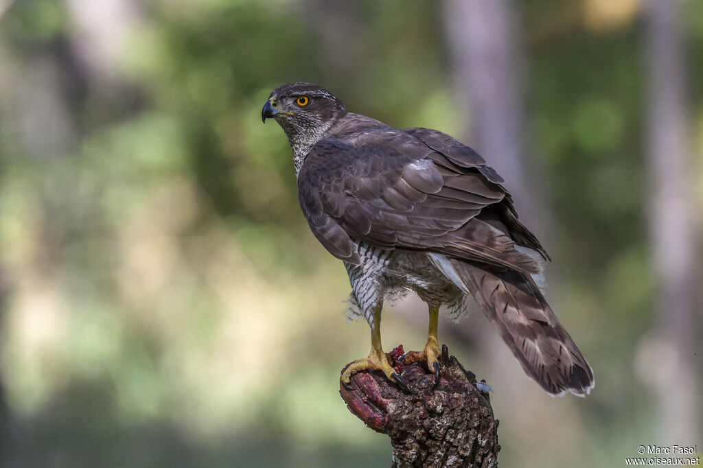 Autour des palombes femelle adulte nuptial, identification