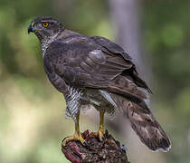 Northern Goshawk