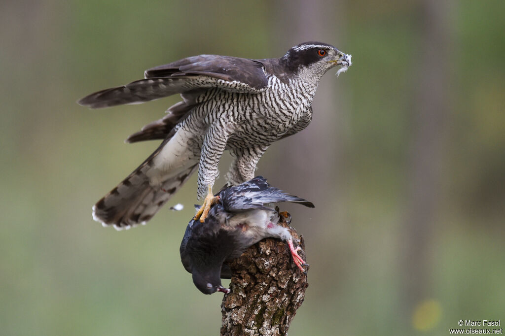 Northern Goshawk male adult breeding, identification, feeding habits, Behaviour