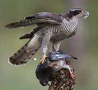 Eurasian Goshawk