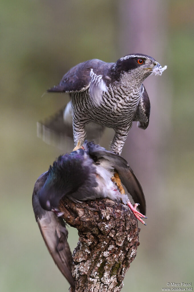 Northern Goshawk male adult breeding, identification, feeding habits, Behaviour