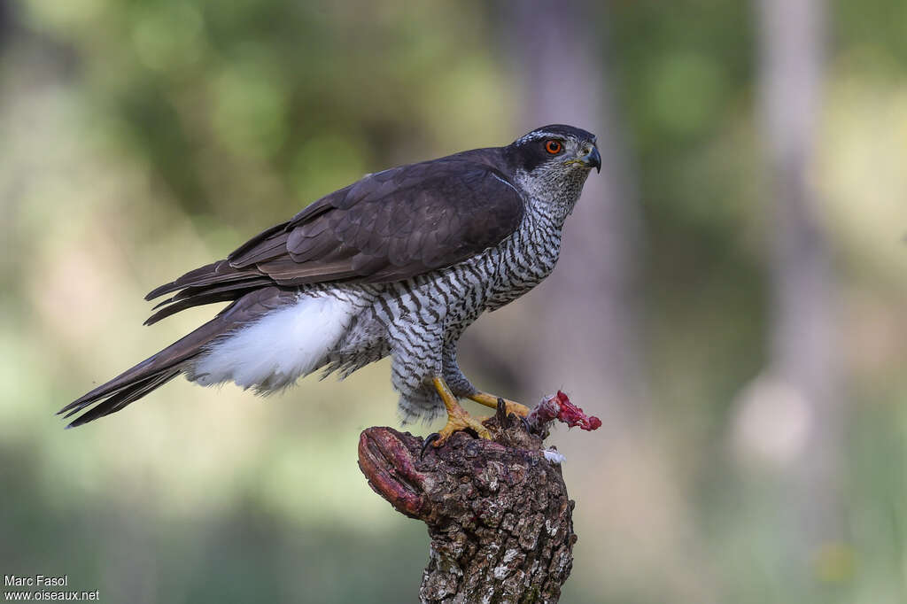 Northern Goshawk male adult, pigmentation