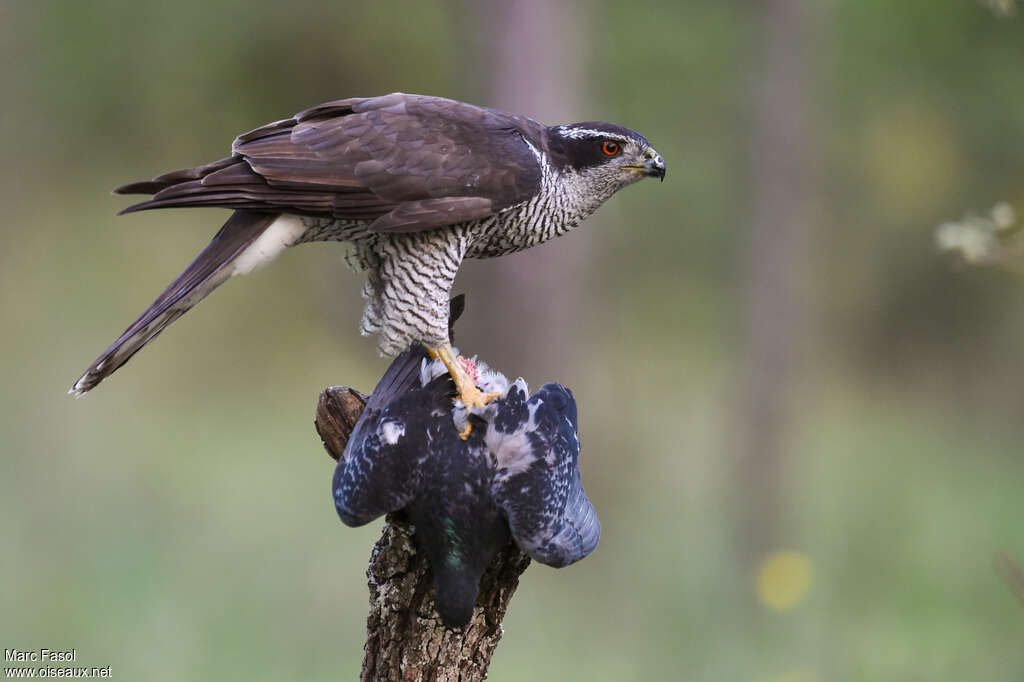 Northern Goshawk male adult, identification