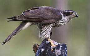 Eurasian Goshawk