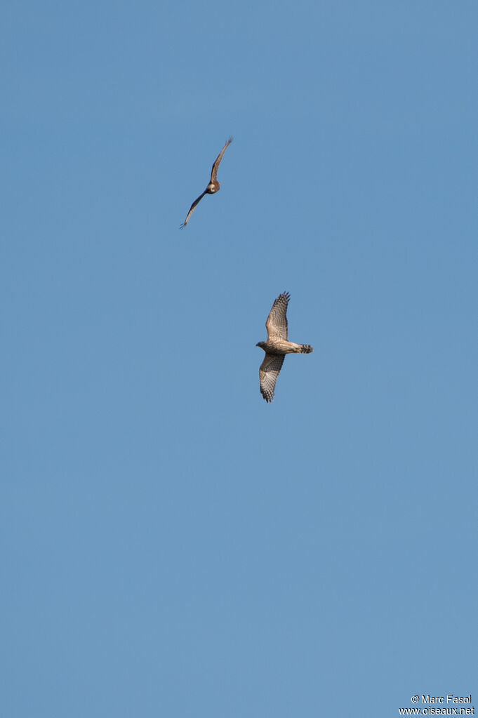 Autour des palombes femelle immature, Vol