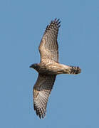 Eurasian Goshawk