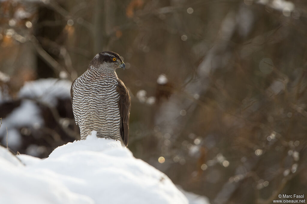 Northern Goshawk female subadult, identification