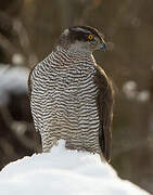 Eurasian Goshawk