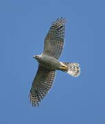 Eurasian Goshawk