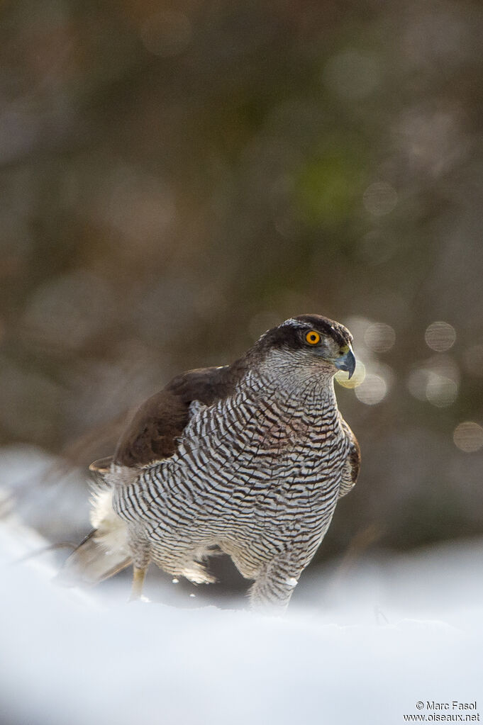 Northern Goshawk female subadult, identification, walking