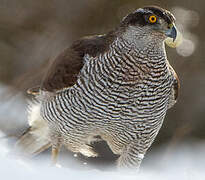 Eurasian Goshawk