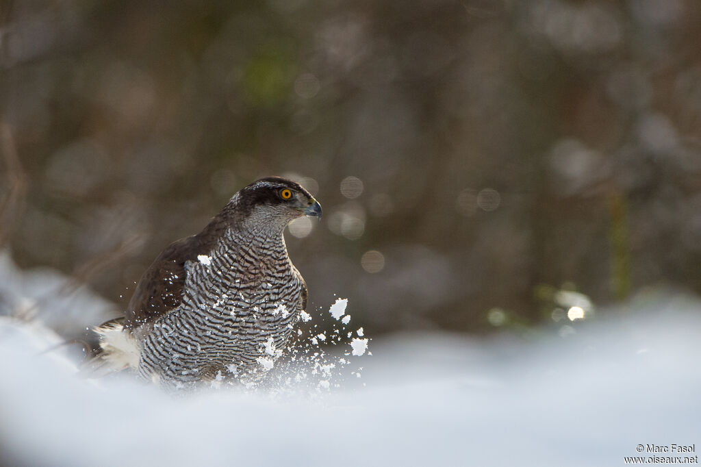 Eurasian Goshawk female, identification, walking