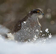 Northern Goshawk