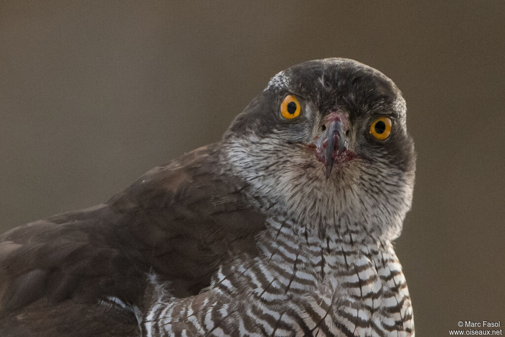 Eurasian Goshawk female subadult, close-up portrait