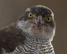 Eurasian Goshawk