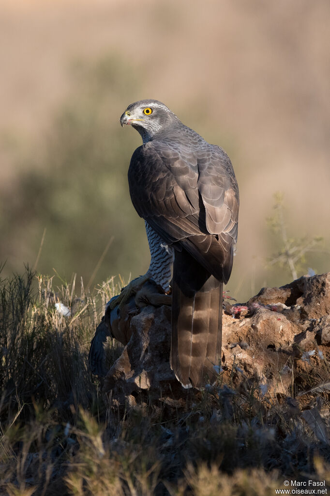 Northern Goshawk female adult, identification, feeding habits, eats