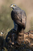 Eurasian Goshawk