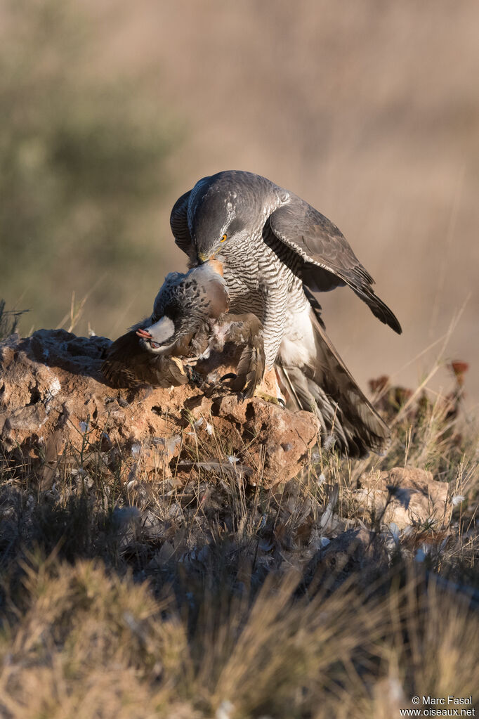 Eurasian Goshawk female adult, identification, feeding habits, eats