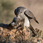 Northern Goshawk