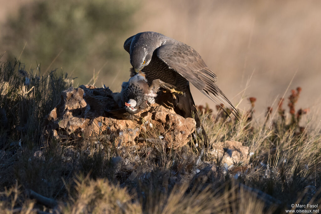 Eurasian Goshawk