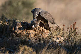 Eurasian Goshawk